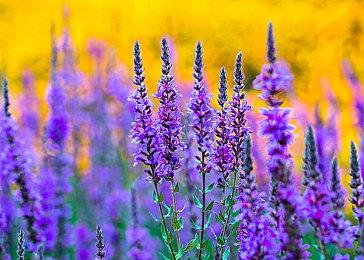 传闻：任天堂Switch 2大部分游戏都会支持DLSS