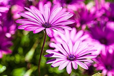 穿越系校园恋爱影游《你好！我们还有场恋爱没谈》现已正式发售！